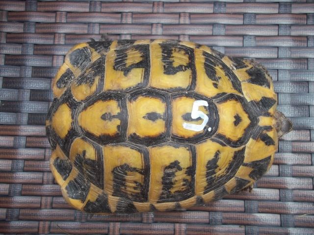 Nz. von Europäischen Landschildkröten - Reptilien - Hagenbach