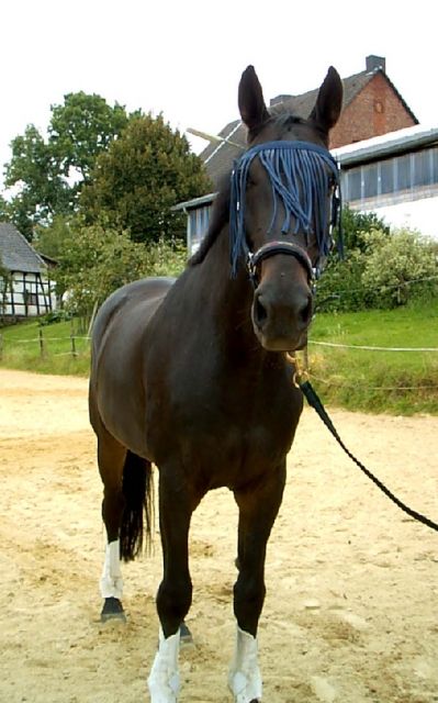 Suche eine zuverlässige und nette Reitbeteiligung - Reitbeteiligung - Essen