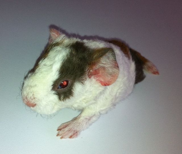 US-Teddy Meerschweinchen in Slate Blue-Gold-Weiß - Meerschweinchen - Weisendorf