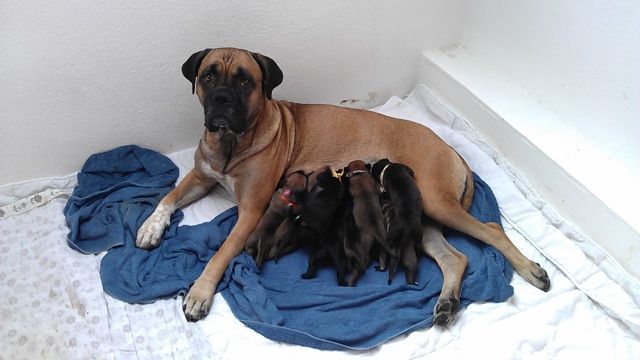 Cane Corso Welpen - Hunde - Nordrhein-Westfalen - Mülheim  Ruhr 