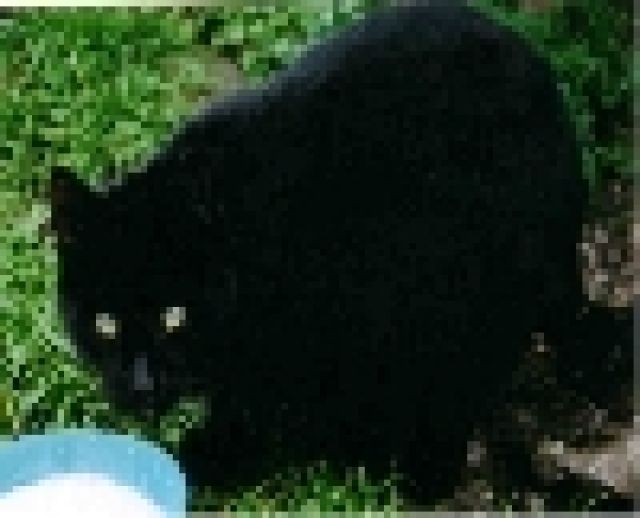 Katzenschutzinitiative - Katzen - Bohmte