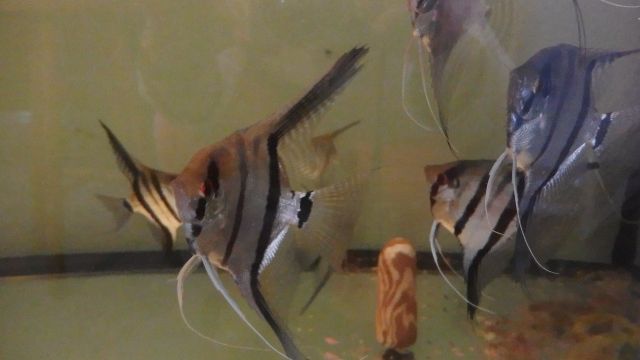 Rotrückenskalare Manacapuru günstig abzugeben - Fische - Schlitz