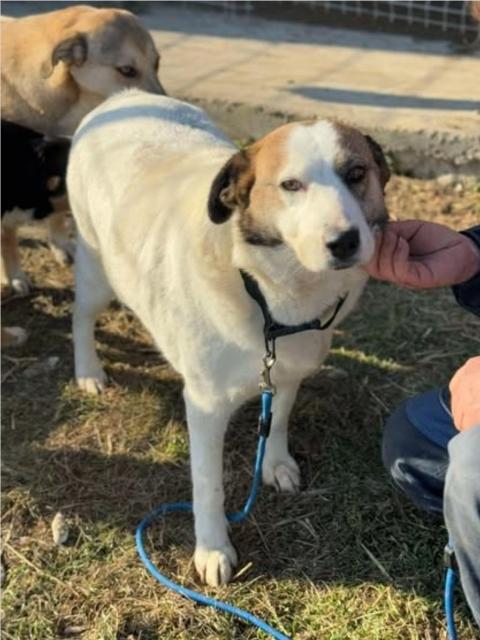 Gemütliche Gundula - Hunde - Königsbach-Stein 