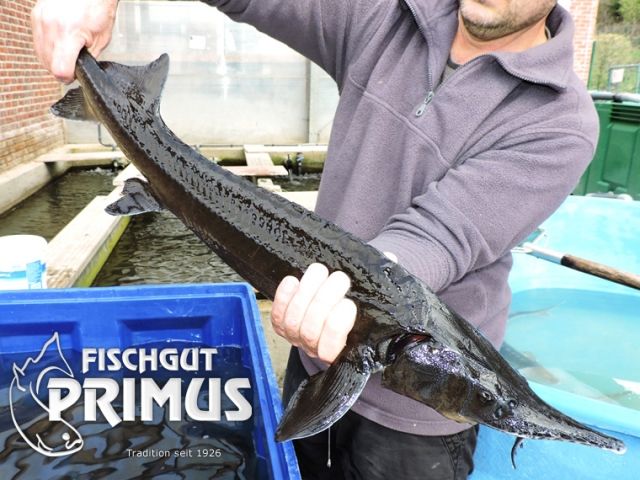 Sibirischer Stör  A. baerii  - Größe 70-80 cm - Fische - Iserlohn