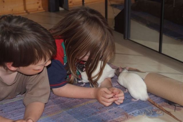 4 zahme Rattenböcke, ca. 6 Monate alt, bei Bedarf   Käfig   Zubehör  - Ratten - warngau