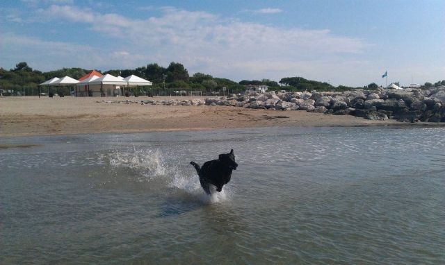 5,5 Jahre alterLabrador Schäferhund Mix sucht.... - Hunde - Freiburg im Breisgau