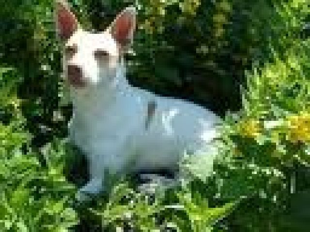 Verzweifelt gesucht  - Entlaufen Zugelaufen - karlsruhe