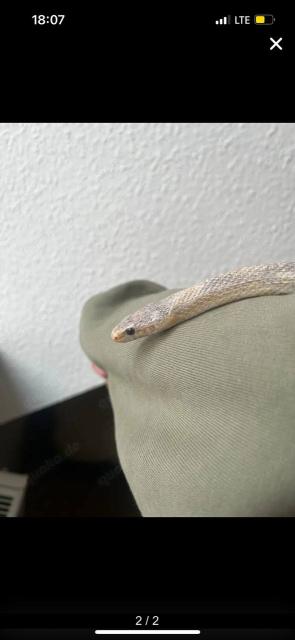 Kornnatter - Reptilien - Leipzig