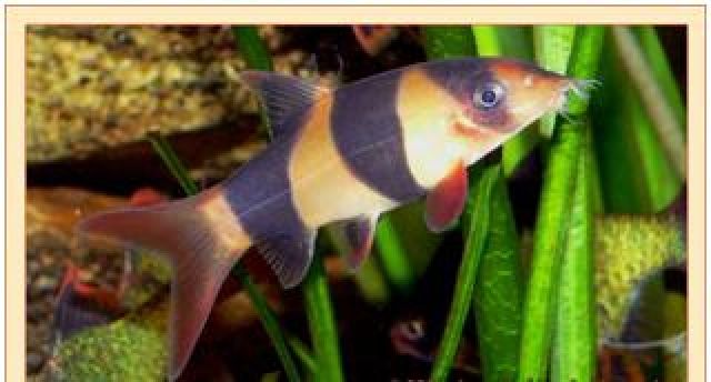 Prachtschmerle  Chromobotia macracanthus  - Fische - Bottrop