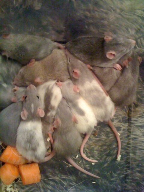 Süsse rattenbabys  ,  blue black und red eyes - Ratten - Offenbach