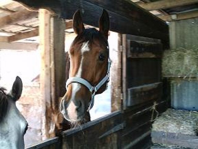 Suche zuverlässige RB - Pferde - Recklinghausen