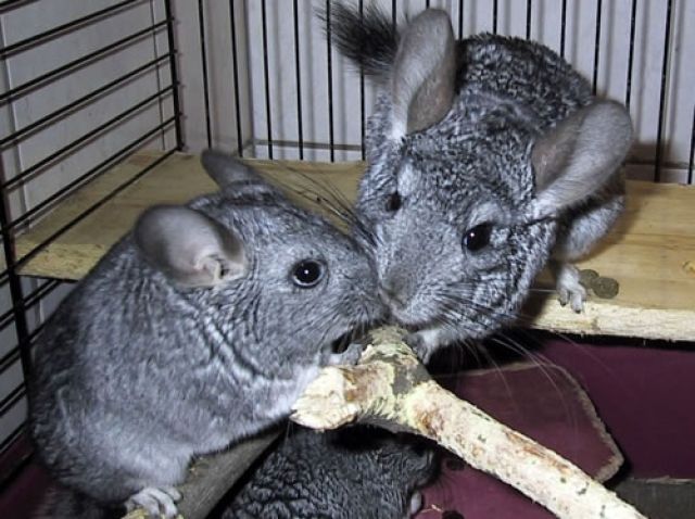 2 Chinchillas - Nagetiere Allgemein - Murrhardt