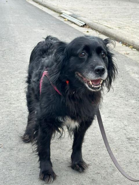 Ronna - NOTFALL: Hundedame Ronna verliert ihr Zuhause - Hunde - Friedrichshafen