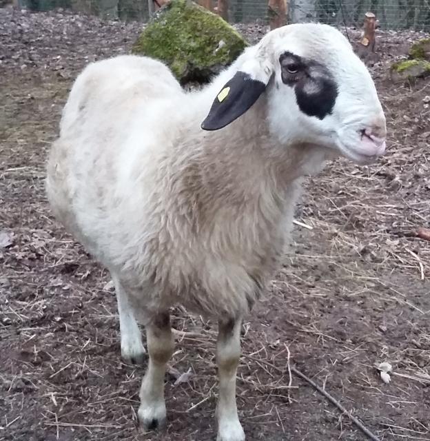 Brillenschaf-Zuchtwidder - Nutztiere - Waldfischbach-Burgalben