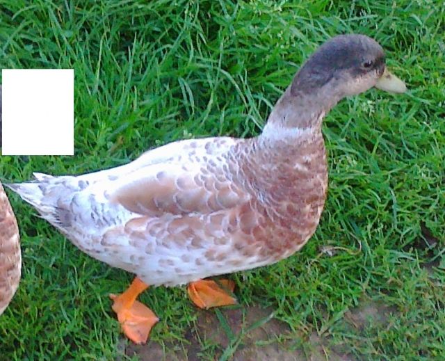 Hübscher, lieber Zwergenten Erpel Ente männlich 3 J. mehrfarbig - Nutztiere - Ulmet