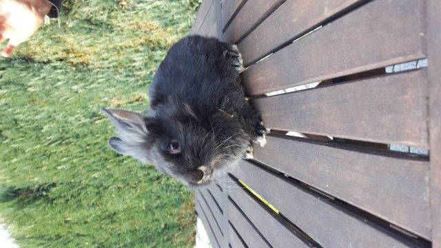 Kaninchen zu verkaufen - Hasen Kaninchen - Ahnatal