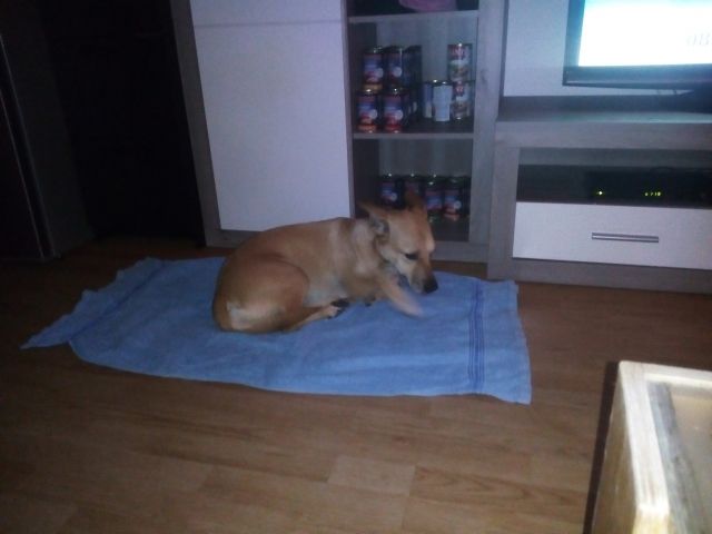 Dringend Hund - Hunde - Feldkirchen bei Graz