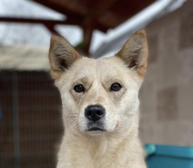 Nyika - sanft, verschmust - Hunde - Nova Bana