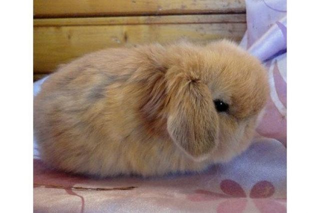Bildschöne NHD Minilops Ninchen - Hasen Kaninchen - Fürstenzell