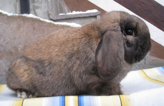    Zwergwidder Thüringer Zuchthäsin aus 09    - Hasen Kaninchen - Mainstockheim