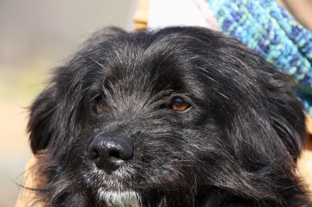 Carla braucht eigenen Futterspender    - Hunde - Leipzig