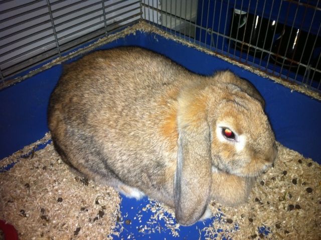 Zwerganinchenweibchen wegen Umzug zu vergeben - Hasen Kaninchen - Augsburg