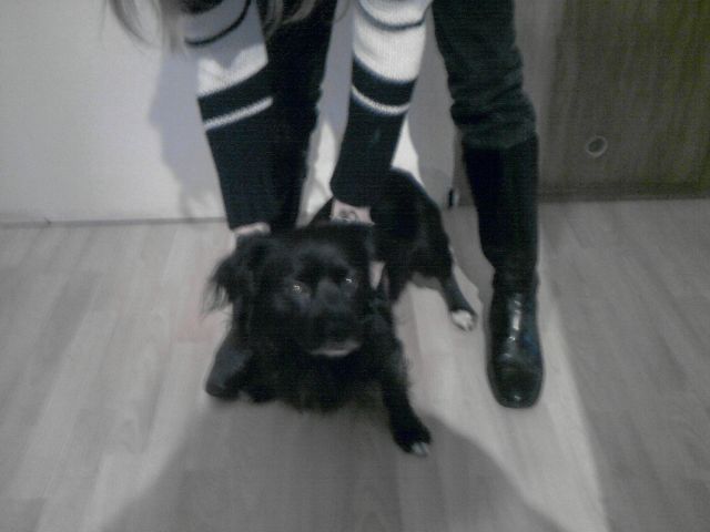 Hund abzugeben | kleintiermarkt.com