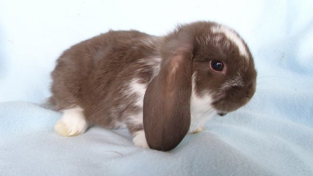 Zwergwidder geimpft und entwurmt in liebevolle Hände abzugeben - Hasen Kaninchen - Fischbachtal