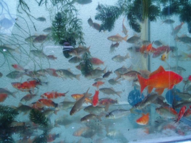 Gartenteich Fische, Goldfisch und Schibunkis - Fische - Duisburg