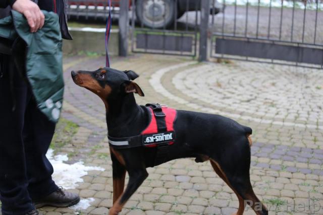 Reinrassiger Dobermann in Not in der Ukraine - Tiere In Not - Berlin