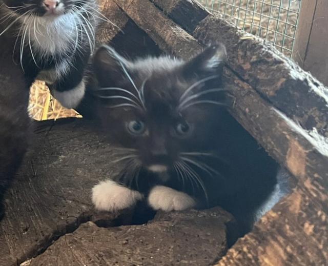 Katze Katzenbaby - Katzen - Klein Bünzow 