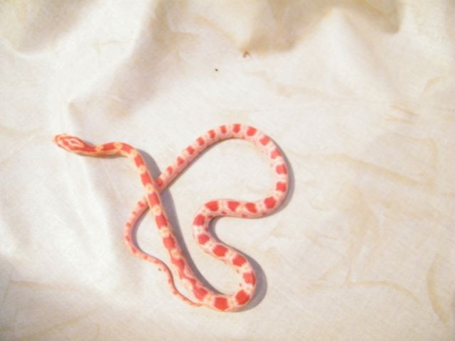 Kornnatter  Pantherophis Guttatus  M6 zu verkaufen - Reptilien - Lützelbach-Seckmauern