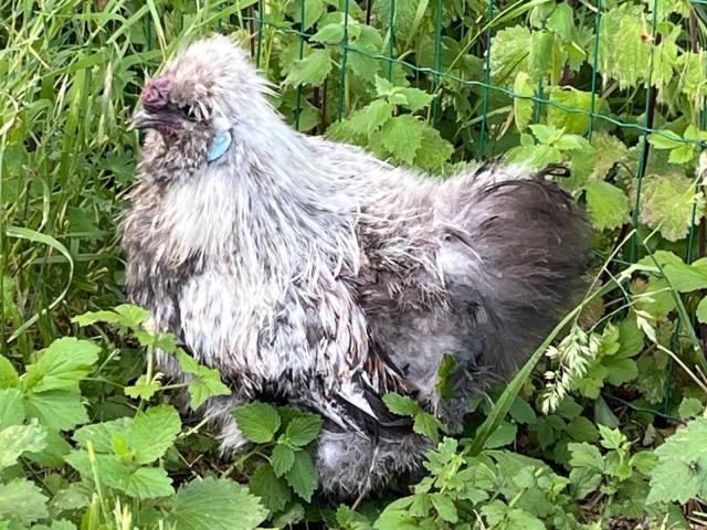 1,0 Seidenhuhn mit Bart in Silber-Wildfarbig - Haustiere - Großenhain