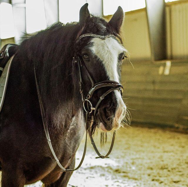 Horse Tinker Stute  zu verkaufen - Pferde -  Hamburg