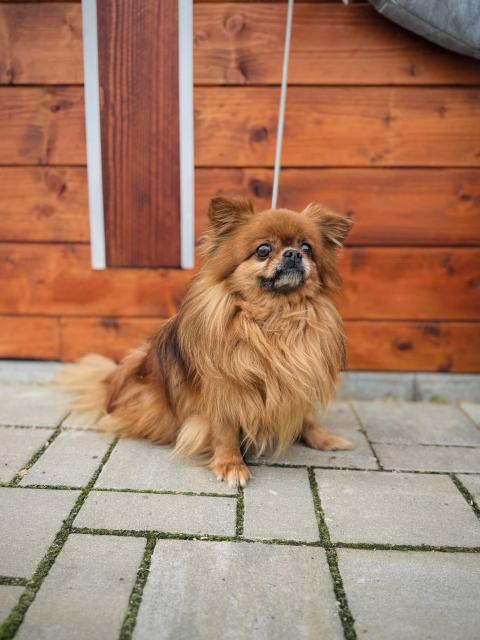 McFluff - liebevoll, verschmust, gesprächig, neugierig - Hunde - Nova Bana