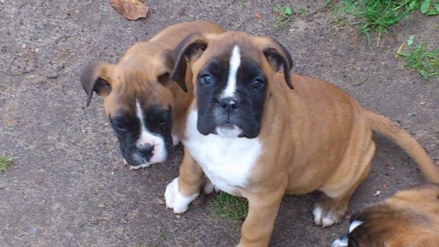 Süße Boxermädchen - Hunde - Boddin