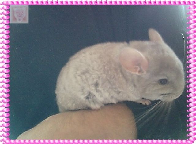 Chinchilla Bub Beige per sofort - Sonst Nagetiere - Ulm