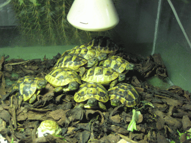 Griechische Landschildkröten - Reptilien - Biberach