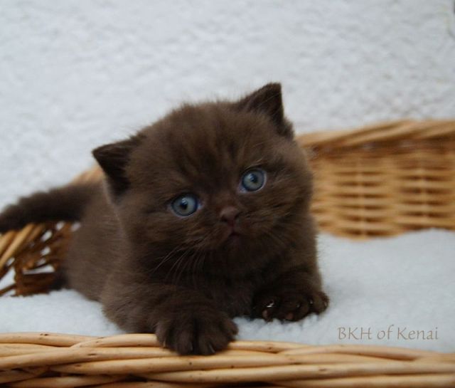 Zuckersüße Britisch Kurzhaar suchen ganz liebes neues Zuhause   - Katzen - Hofheim