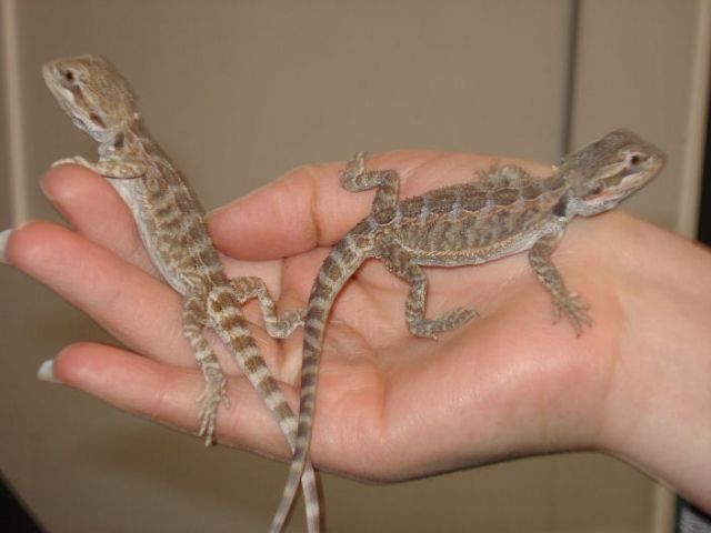 Bartagamen sandfire - Reptilien - Lauchhammer