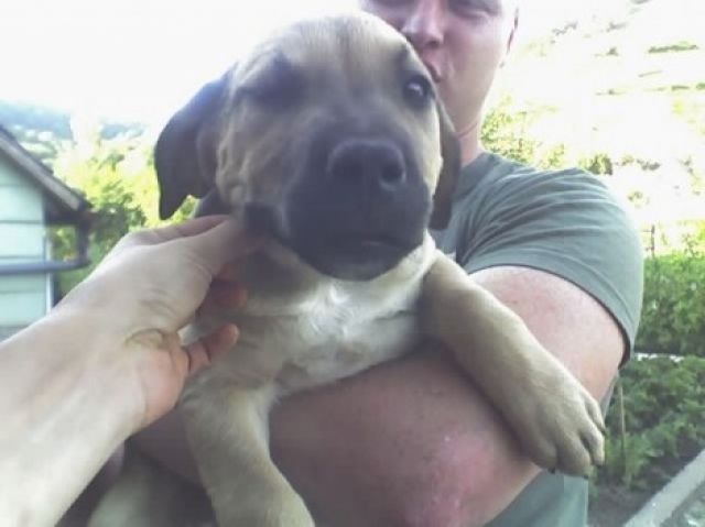 Dogo Canario Welpen - Hunde - Stuttgart