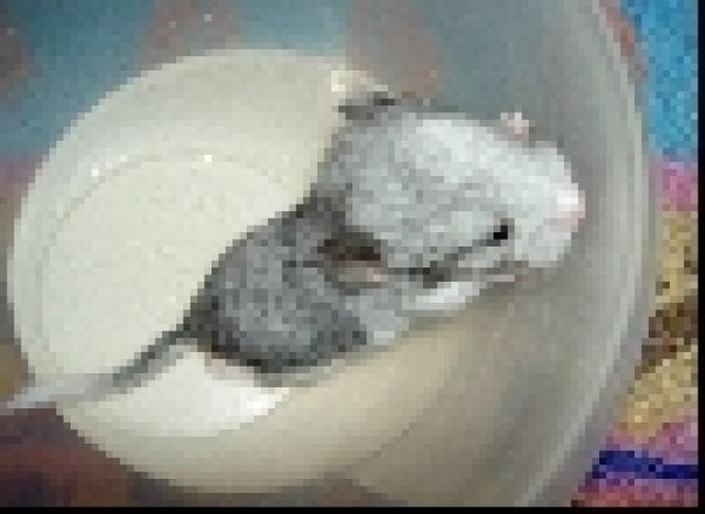 Chinchilla Silber, Platinschecke - Sonst Nagetiere - Lauf a. d. Pegnitz