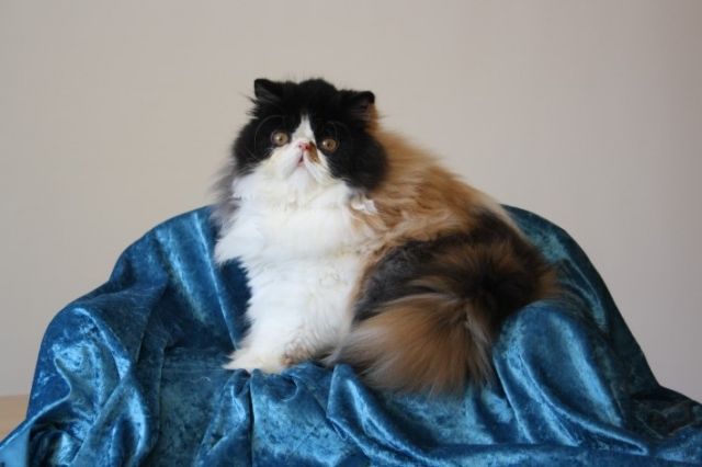 Dreifarbige Perserkatze - Katzen - Salzgitter