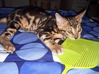 Bengalkitten - Katzen - Göttingen