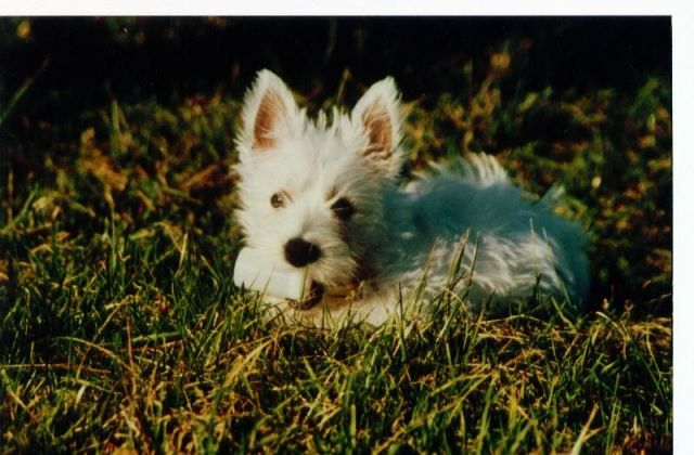 Süsse Westhighland Terrier Babys nur in gute Hände - Hunde - München
