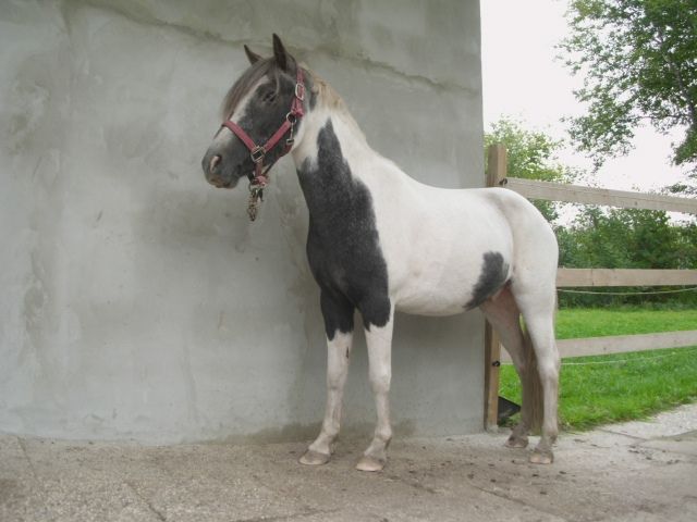 Ich suche eine reitbeteiligung für mein Pony Calico - Reitbeteiligung - wollingst