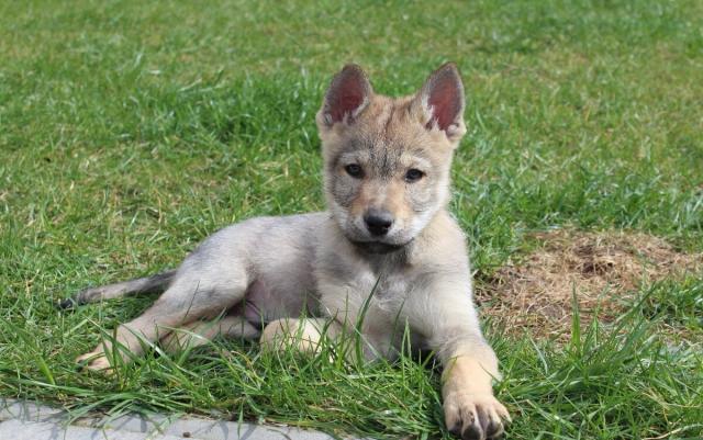 Tschechoslowakischer Wolfhund * WOLFSHUND-WELPEN  - Hunde - Furth im Wald 
