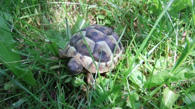 Pflegeplatz für Landschildkröten Herzlich Willkommen - Tiere In Not - Holzgerlingen 
