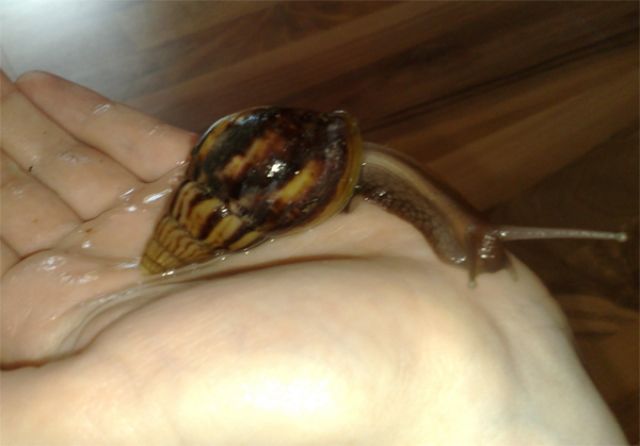 Achat Schnecken abzugeben  achatina fulica  - Sonstiges - Berlin