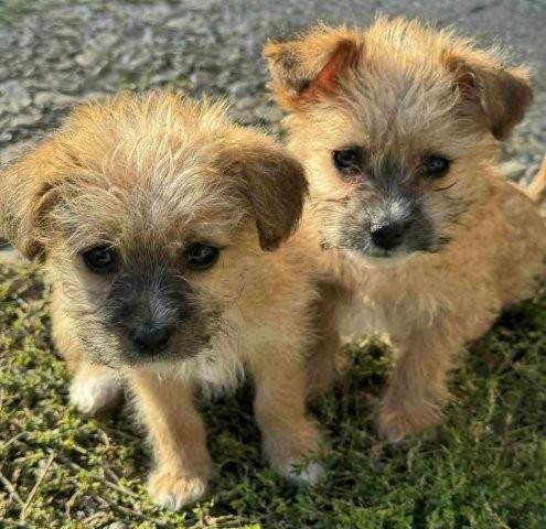 Lettie & Lisett – Zuckerschock: zwei süße Mini-Schwestern zum Verlieben - Hunde - Königsbach-Stein 